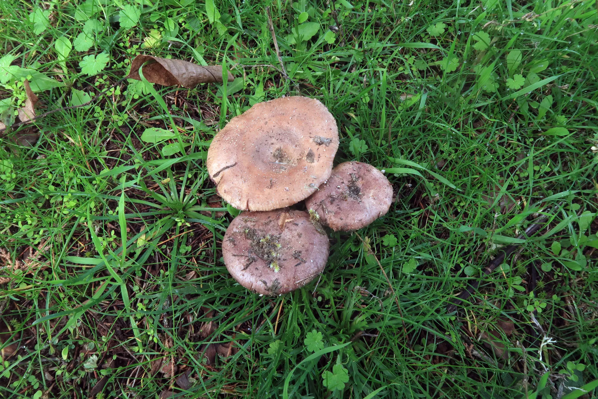 Lactarius cistophilus - 1 - IMG_7987